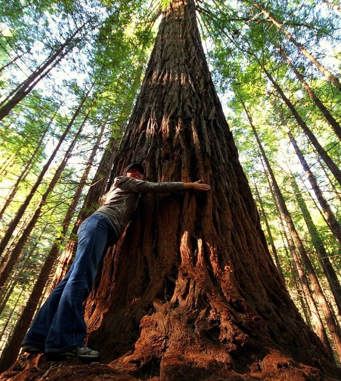 rsz_whakarewarewa-forest-redwood-rotorua-new-zealand