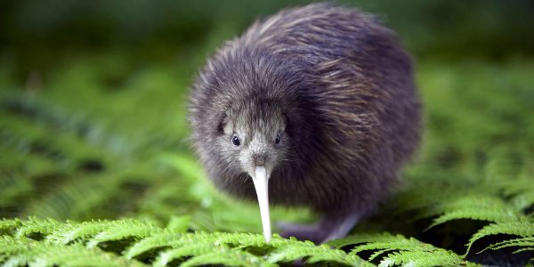 Best of New Zealand